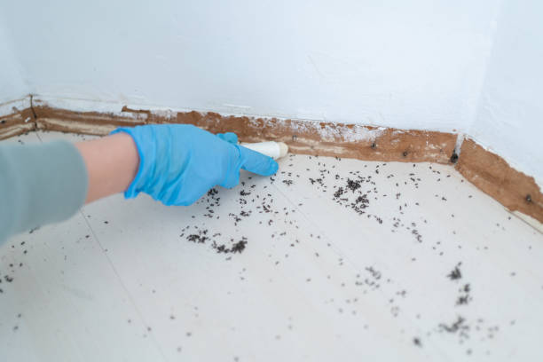 Best Pest Prevention Services  in Lakewood, OH